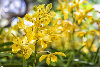 Gelbe epiphytische Orchideenblüten mit schwarzen Punkten, die in einem sonnigen Garten blühen