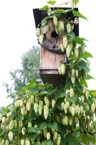 Ein hölzerner Nistkasten ist vollständig von Bier-Hopfenpflanzen mit reifen Dolden überwuchert. Im Hintergrund sind unscharf Bäume und ein heller Himmel erkennbar.