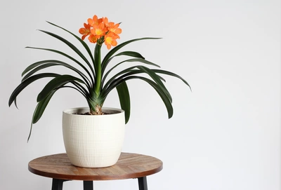 Eine Klivie-Pflanze mit leuchtend orangefarbenen Blüten und langen, dunkelgrünen Blättern in einem weißen Topf, auf einem runden Holztisch vor einer weißen Wand