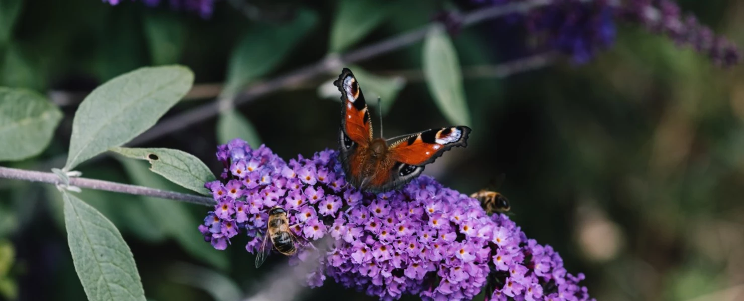 Schmetterling und Bienen auf lila Blüten des Schmetterlingsflieders.