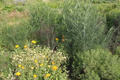 Hohe Gewürz-Fenchelpflanzen mit feinen, verzweigten Stängeln wachsen in einem Garten. Im Vordergrund blühen gelbe und orangefarbene Blumen, während im Hintergrund weitere Pflanzen zu sehen sind.