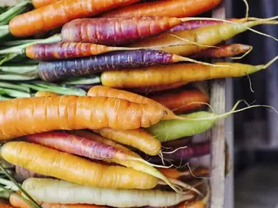 Bunte Karotten in verschiedenen Farben – orange, gelb, violett und weiß – frisch geerntet.