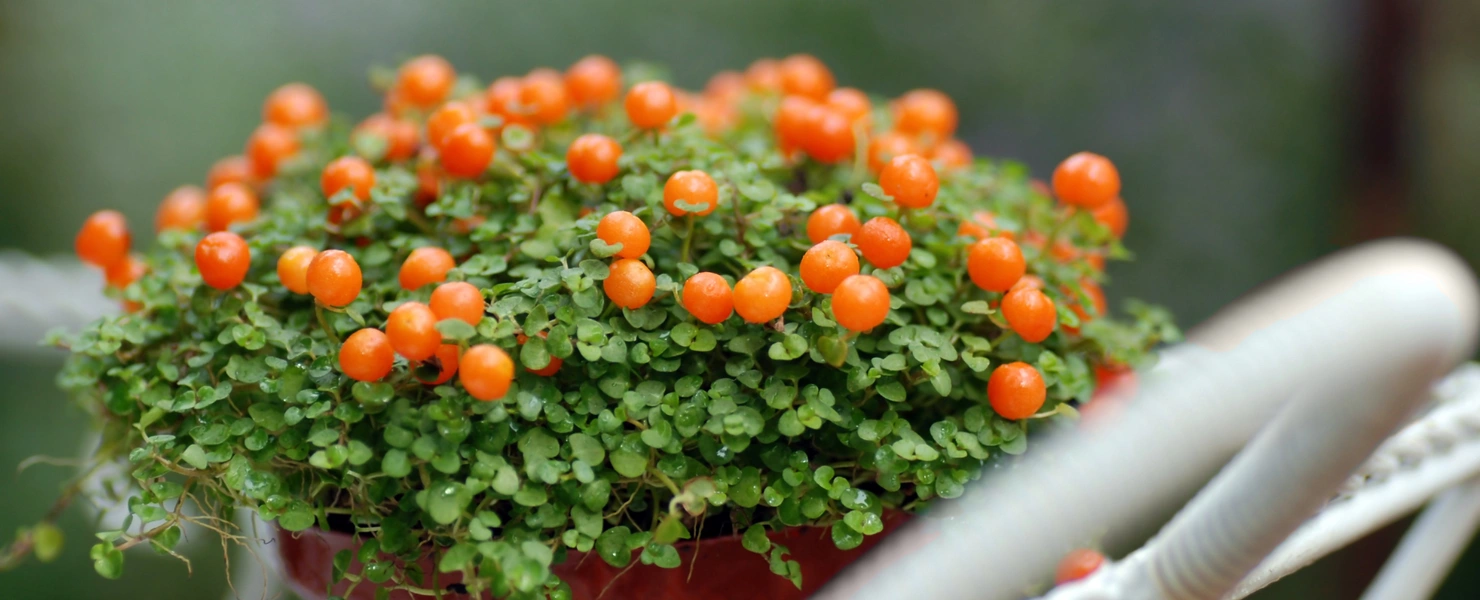 Korallenmoos mit dichten grünen Blättern und leuchtend orangefarbenen Beeren, in einem Topf auf einem dekorativen Stuhl