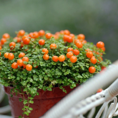 Korallenmoos mit dichten grünen Blättern und leuchtend orangefarbenen Beeren, in einem Topf auf einem dekorativen Stuhl