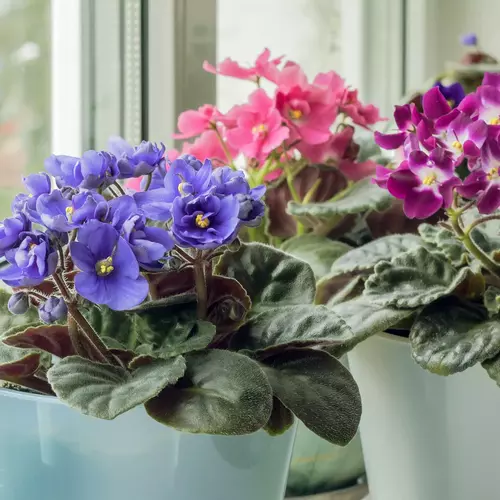 Usambaraveilchen in verschiedenen Farben – lila, pink und dunkelviolett – stehen in blauen und grauen Töpfen auf einer Fensterbank.