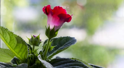 Nahaufnahme einer roten Gloxinie vor einem Fenster