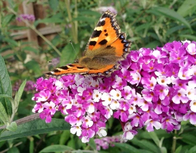 Ein Schmetterling sitzt auf einer violett-weißen Blüte des Buddleja 'Berries and Cream'.