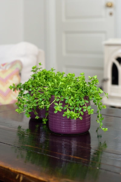 Das Bild zeigt einen Zwergpfeffer in einem violetten Topf auf einem dunklen Holztisch. Im Hintergrund sind ein Sofa mit bunten Kissen und eine geschlossene Tür zu sehen.