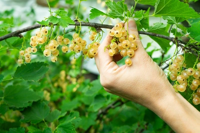 Eine Hand erntet reife weiße Johannisbeeren von einem Strauch.