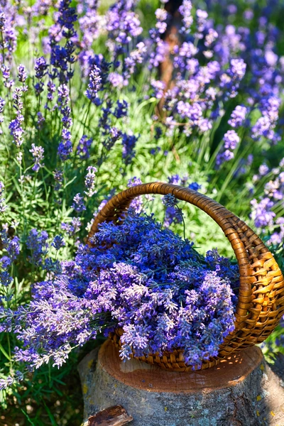 Ein geflochtener Korb voller frisch geschnittener Lavendelblüten steht auf einem Baumstumpf inmitten eines blühenden Lavendelfeldes. Die violetten Blüten leuchten im Sonnenlicht, während im Hintergrund weitere Lavendelpflanzen in voller Blüte stehen.