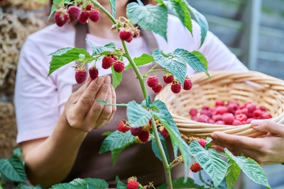 Eine Person erntet Himbeeren und legt sie in einen geflochtenen Korb voller Früchte.