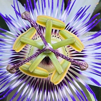 Detailansicht des Zentrums einer Blauen Passionsblume (Passiflora caerulea).