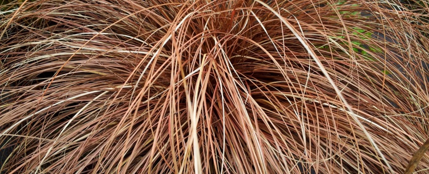 Bronze-Segge (Carex) mit dichtem, kugelförmigem Wuchs und rötlich-braunen Halmen.
