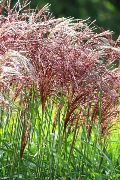 Blühendes Rotes Elefantengras mit roten Blütenständen und grünen Halmen.