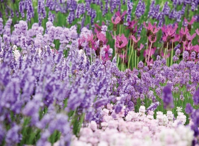 Ein blühendes Lavendelfeld mit verschiedenen Lavendelsorten in Violett, Rosa und Weiß. Im Hintergrund stehen höhere, pink blühende Lavendelarten, während im Vordergrund dichte, duftende Lavendelbüsche in unterschiedlichen Farbtönen zu sehen sind.