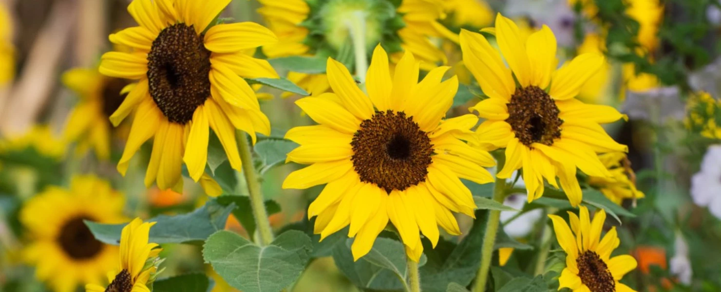 Leuchtend gelbe Sonnenblumen (Helianthus annuus) mit dunklem Blütenzentrum in Nahaufnahme, umgeben von grünen Blättern und weiteren Blüten im Hintergrund.