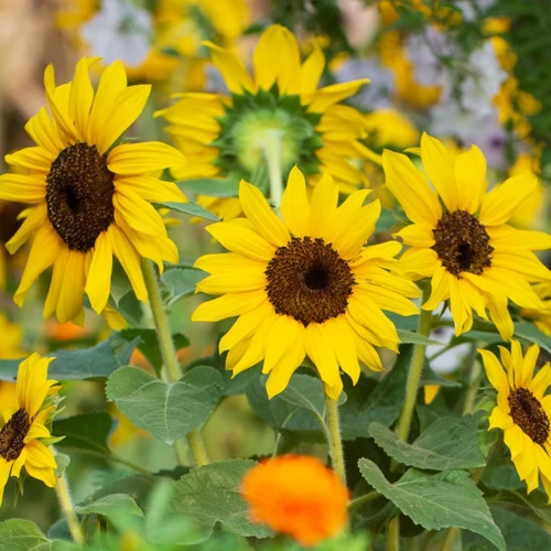 Leuchtend gelbe Sonnenblumen (Helianthus annuus) mit dunklem Blütenzentrum in Nahaufnahme, umgeben von grünen Blättern und weiteren Blüten im Hintergrund.