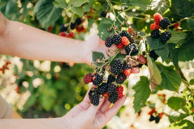 Hände pflücken reife Brombeeren von einem reich tragenden Strauch.