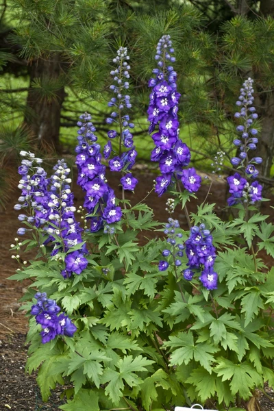 Violett blühender Rittersporn (Delphinium) der Sorte 'Purple Passion' mit kräftigem, grünem Laub vor einem Nadelbaum-Hintergrund.