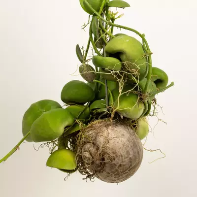 Eine Schlauchpflanze, die an einer hängenden Ranke befestigt ist, mit dichten, grünen Blättern und einer runden Wurzelknolle, die im unteren Teil der Pflanze sichtbar ist, vor einem einfachen, hellen Hintergrund