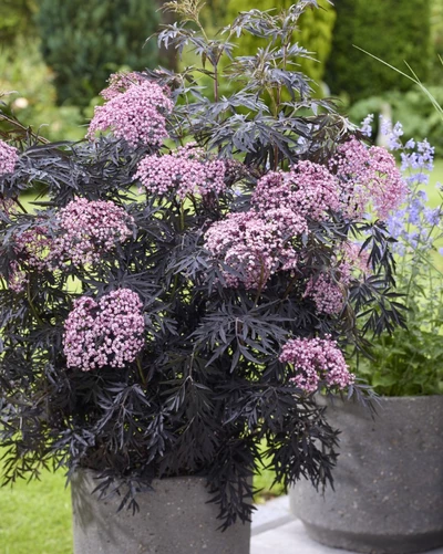 Schwarzer Holunder 'Cherry Lace' mit rosa Blüten in einem großen grauen Pflanzkübel.