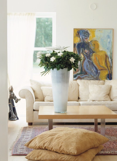 Ein Wohnzimmer mit einem weißen Keramiktopf auf einem Holztisch, in dem eine Kap-Jasmin-Pflanze steht. Im Hintergrund ein beiges Sofa und ein abstraktes Gemälde an der Wand