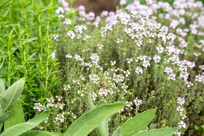 Bergbohnenkraut (Satureja montana) wächst in einem grünen Garten. Die Pflanze trägt weiße Blüten und wird von anderen Kräutern und Pflanzen umgeben, was auf eine natürliche Umgebung hinweist.
