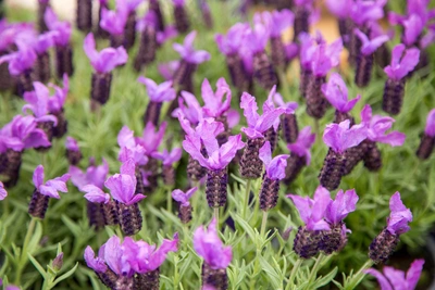 Nahaufnahme einer blühenden Schmetterlings-Lavendel-Pflanze mit leuchtend violetten Blüten und dunkelvioletten Blütenständen. Die Blätter sind grün und dicht, während der Hintergrund leicht verschwommen ist.