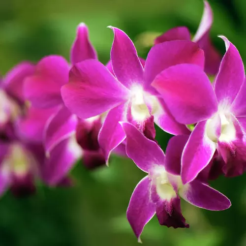 Nahaufnahme von leuchtend pink-violetten Dendrobium-Orchideenblüten vor einem unscharfen grünen Hintergrund