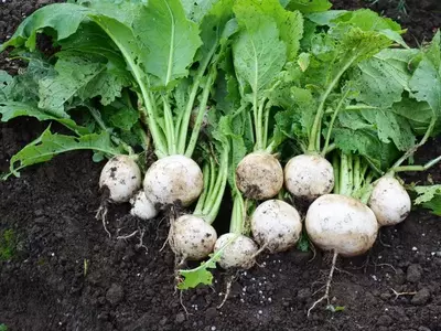 Geerntete Mairübchen mit Erde bedeckt, nebeneinander liegend.