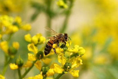 Eine Biene sammelt Nektar auf einer gelb blühenden Weinraute. Die filigranen Blüten und Knospen stehen im Fokus, während der Hintergrund aus unscharfen gelb-grünen Pflanzen besteht.