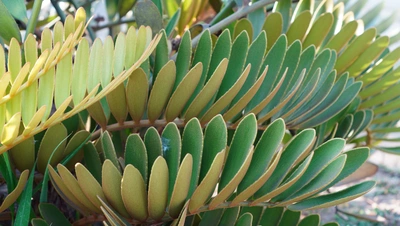 Nahaufnahme eines Palmfarns der Gattung Zamia mit zahlreichen grünen und gelblichen, ledrigen Blättern, die dicht an den Stängeln sitzen