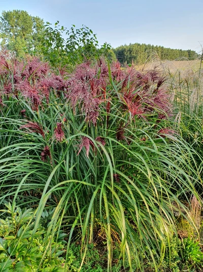 Üppig wachsender Horst von Miscanthus sinensis 'Boucle' mit zahlreichen rötlich-violetten Blütenständen in einem Gartenbeet.
