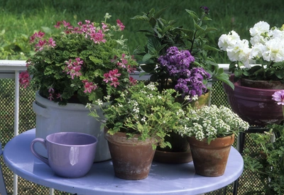 Ein runder, lila Tisch mit mehreren Blumentöpfen, darunter eine Duftgeranie mit rosa Blüten in einem weißen Topf. Daneben weitere blühende Pflanzen und eine lilafarbene Tasse. Im Hintergrund ein grüner Garten mit weiteren Blumentöpfen.