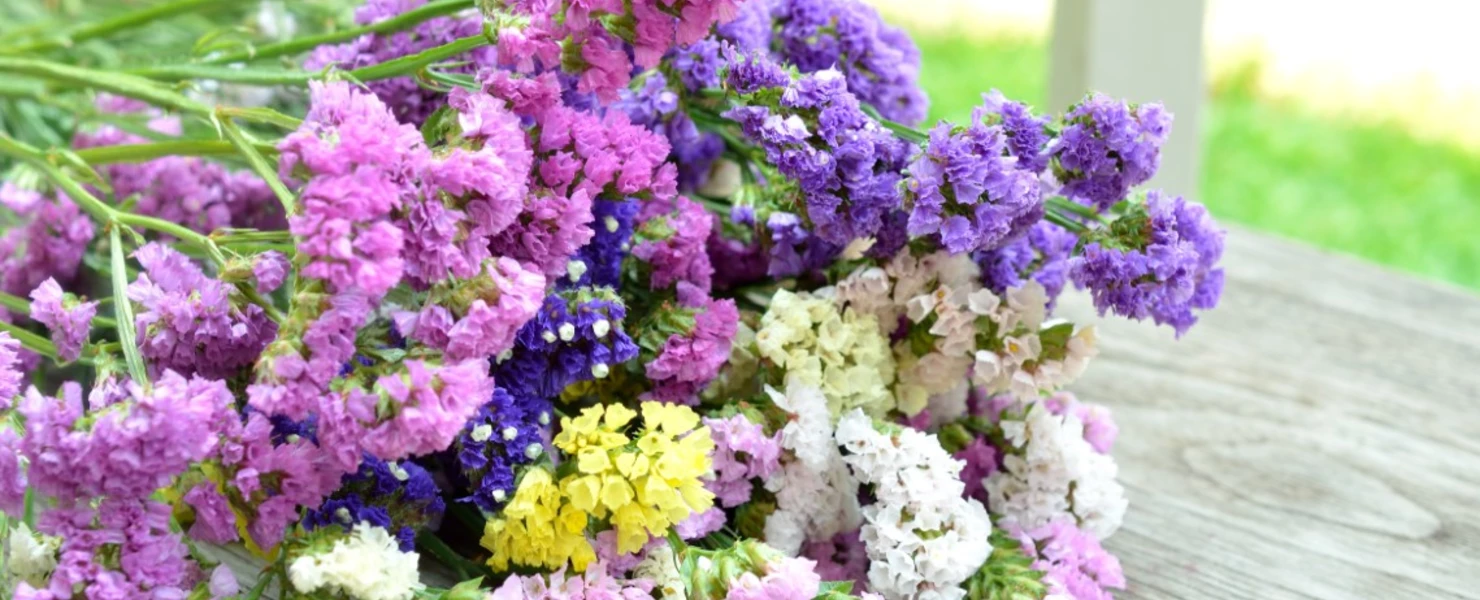 Bunter Strauß getrockneter Strandfliederblumen (Limonium sinuatum) in Rosa, Violett, Weiß, Gelb und Blau, liegend auf einem Holztisch.