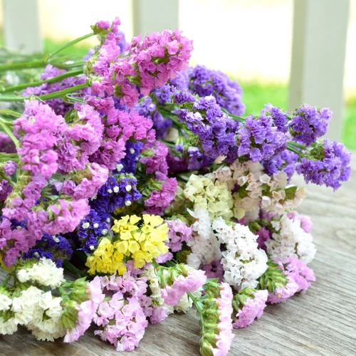 Bunter Strauß getrockneter Strandfliederblumen (Limonium sinuatum) in Rosa, Violett, Weiß, Gelb und Blau, liegend auf einem Holztisch.