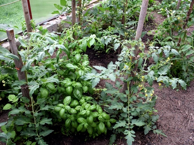 Ein Gemüsebeet mit Tomatenpflanzen und italienischem Basilikum (Ocimum basilicum). Die Pflanzen wachsen eng beieinander, gestützt von Holzstäben. Die Tomatenpflanzen haben grüne Blätter und gelbe Blüten, während der Basilikum dichte grüne Blätter hat.