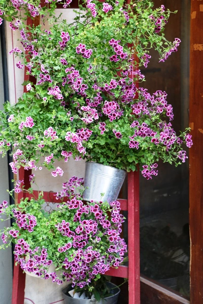 Üppig blühende Duftgeranien mit violetten Blüten in mehreren Metalltöpfen, dekorativ auf einer roten Holzleiter arrangiert. Im Hintergrund eine Hauswand mit offener Tür.