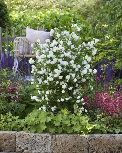 Gartenjasmin Philadelphus ‘Pearls of Perfume’ blühend in einem strukturierten Staudenbeet.