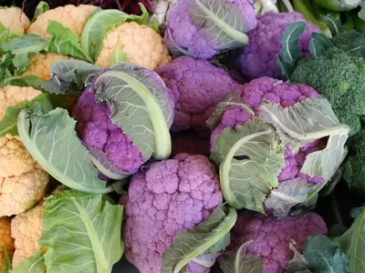 Bunter Karfiol in kräftigen Farben: violetter, gelber und grüner Blumenkohl frisch geerntet.