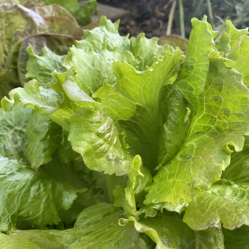 Grüner Batavia-Salat im Gartenbeet.