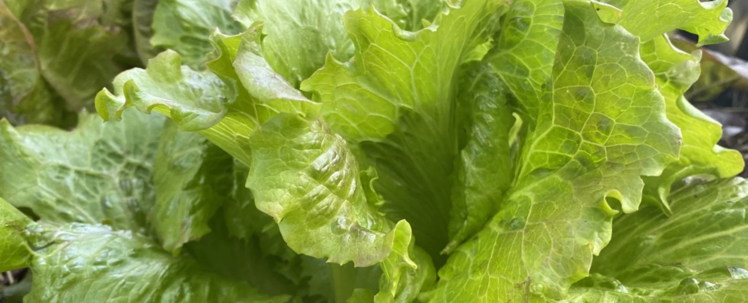 Grüner Batavia-Salat im Gartenbeet.