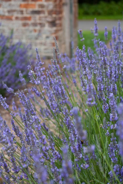 Lavendelbüsche mit violetten Blüten wachsen entlang eines Weges vor einer alten Backsteinmauer. Die hohen Blütenstängel neigen sich leicht, während der Hintergrund mit der Mauer und einem offenen Tor leicht unscharf ist.