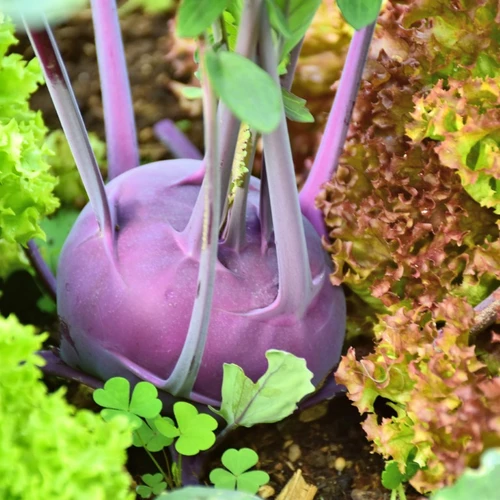 Blauer Kohlrabi mit kräftigen Stielen wächst im Gemüsegarten zwischen grünem und rötlichem Pflücksalat.