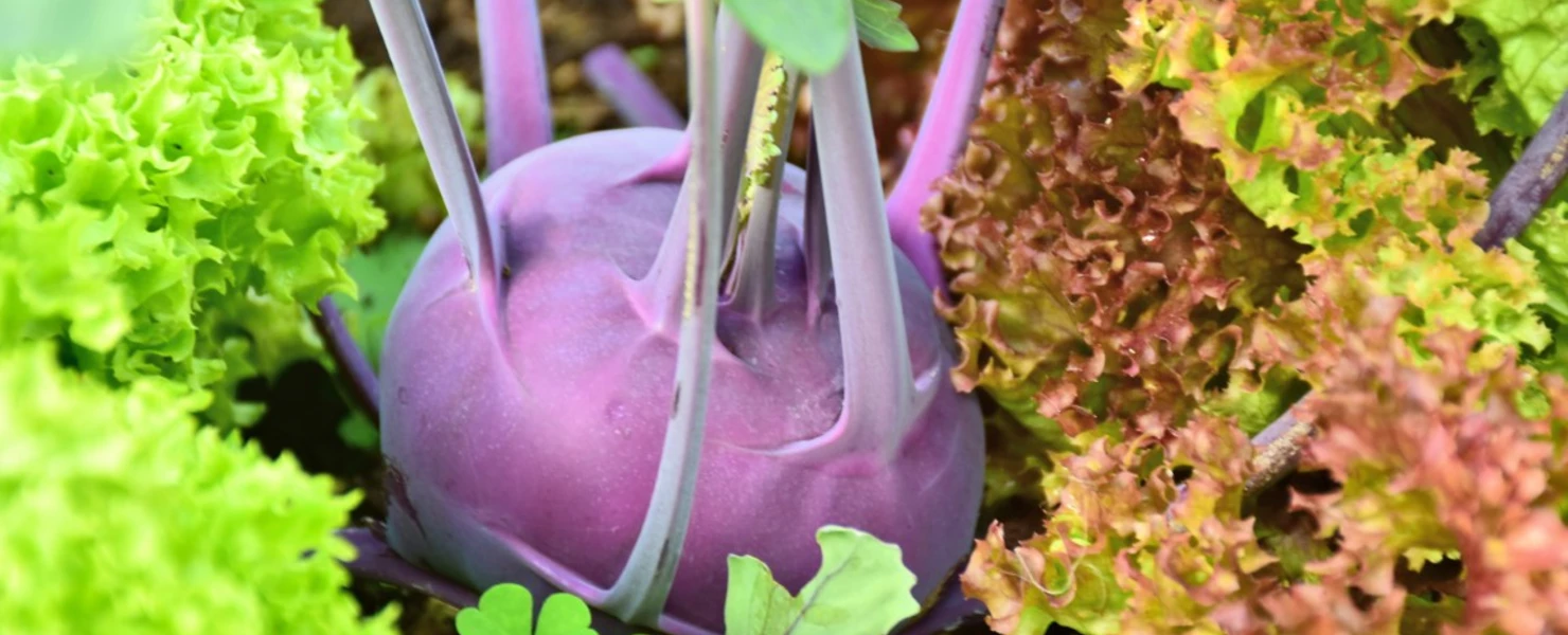 Blauer Kohlrabi mit kräftigen Stielen wächst im Gemüsegarten zwischen grünem und rötlichem Pflücksalat.
