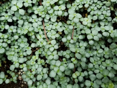 Pilea glauca ‘Aquamarine’ mit kleinen, blaugrünen Blättern in dichter Polsterform