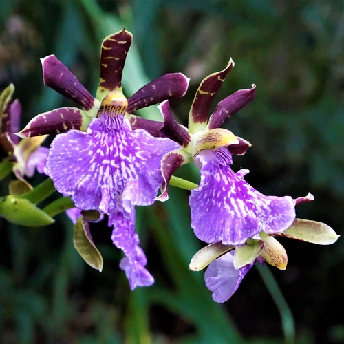 Eine Regenwald-Orchidee mit violetten Blüten und dunkelbraunen Blütenblättern, die weiße Flecken und Akzente tragen, vor einem unscharfen, grünen Hintergrund
