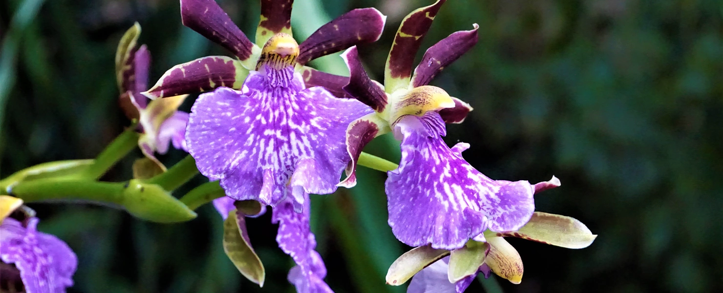 Eine Regenwald-Orchidee mit violetten Blüten und dunkelbraunen Blütenblättern, die weiße Flecken und Akzente tragen, vor einem unscharfen, grünen Hintergrund