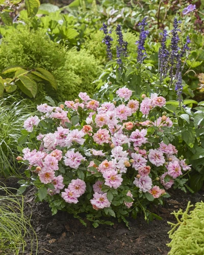 Beet mit niedrig wachsenden, rosafarbenen Rosen vor einer Holzterrasse, umgeben von bunt blühenden Stauden und Ziergräsern.