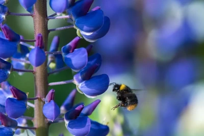 Eine Hummel im Anflug auf die leuchtend blauen Blüten einer Lupine (Lupinus).